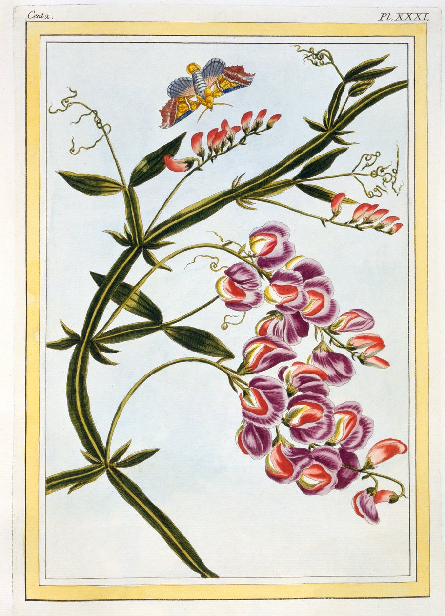 Le Grand Lathyre (Eeuwige Lathyrus), c.1776 door Pierre Joseph Buchoz