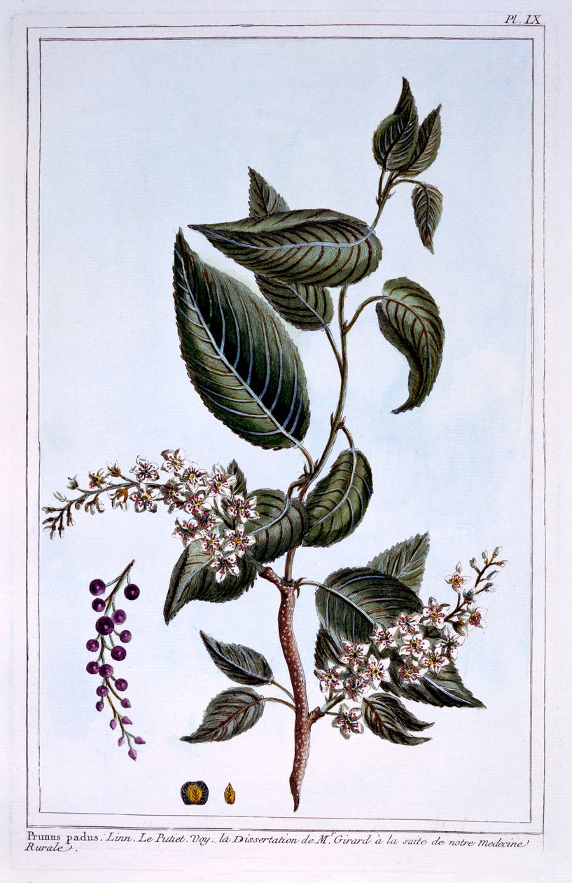 Prunus padus of Vogelkers, illustratie uit 