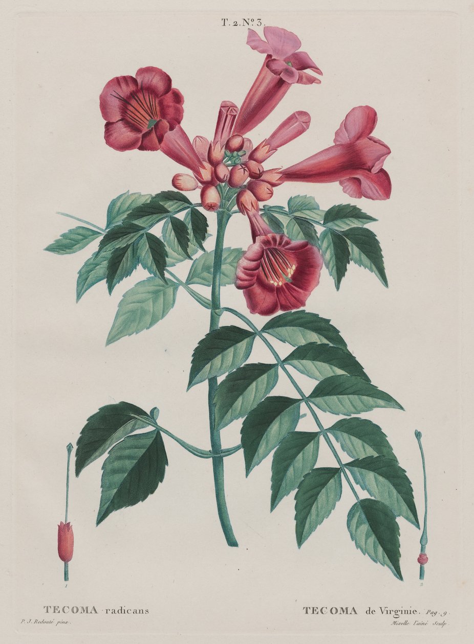 Trompetklimmer (Campsis radicans) door Pierre Joseph Redouté