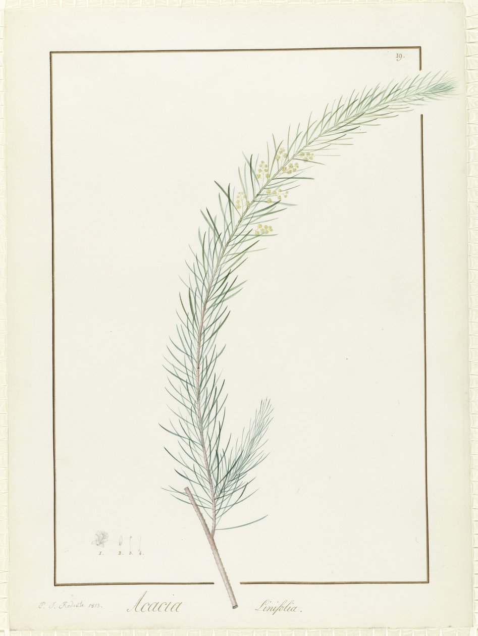 Acacia Linifolia, 1813 door Pierre Joseph Redouté