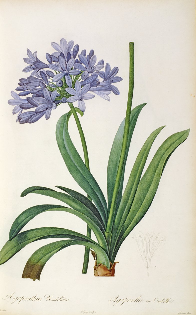 Agapanthus umbrellatus, uit 