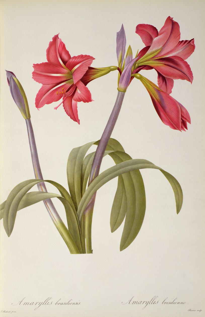 Amaryllis Brasiliensis, uit `Les Liliacees
