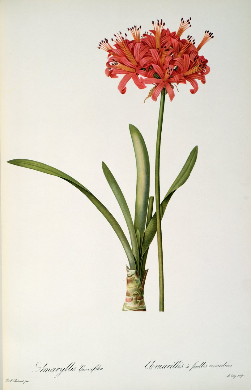 Amaryllis Curvifolia, 1809, uit `Les Liliacees