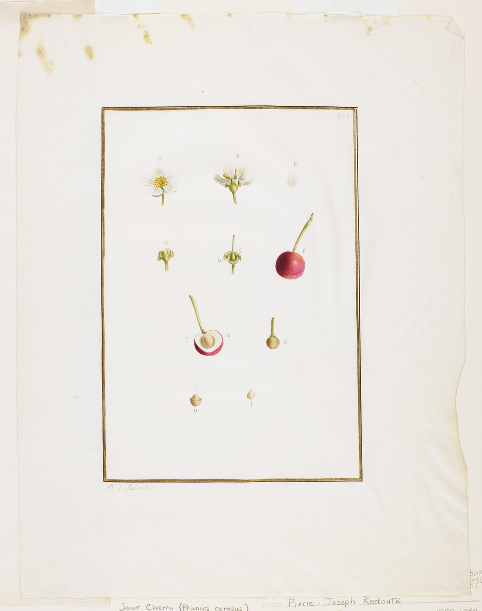 Botanische Ontleding: Zure Kers (Prunus cerasus), c. 1778-90 door Pierre Joseph Redouté