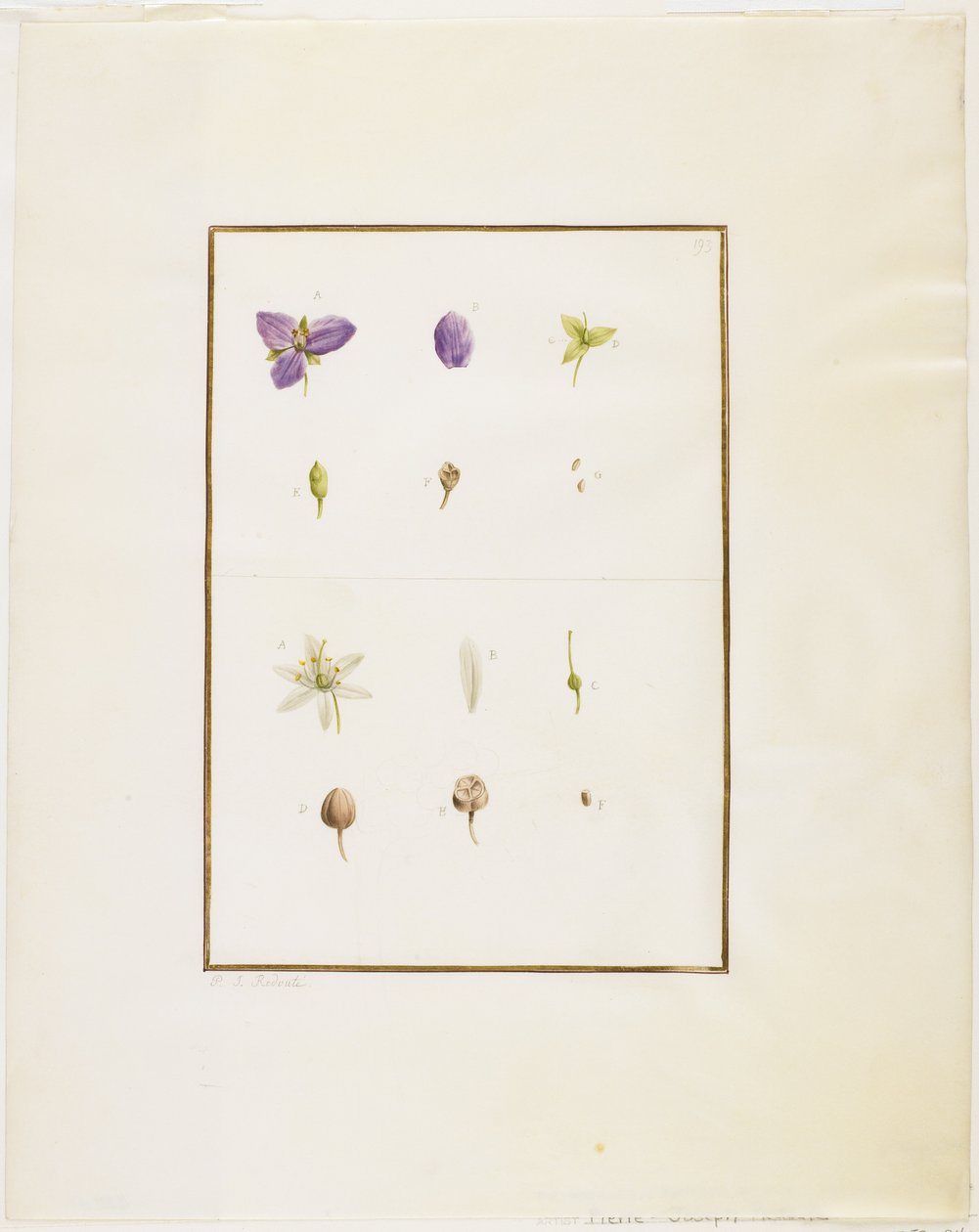 Botanische Ontleding: Spiderwort en Senna door Pierre Joseph Redouté