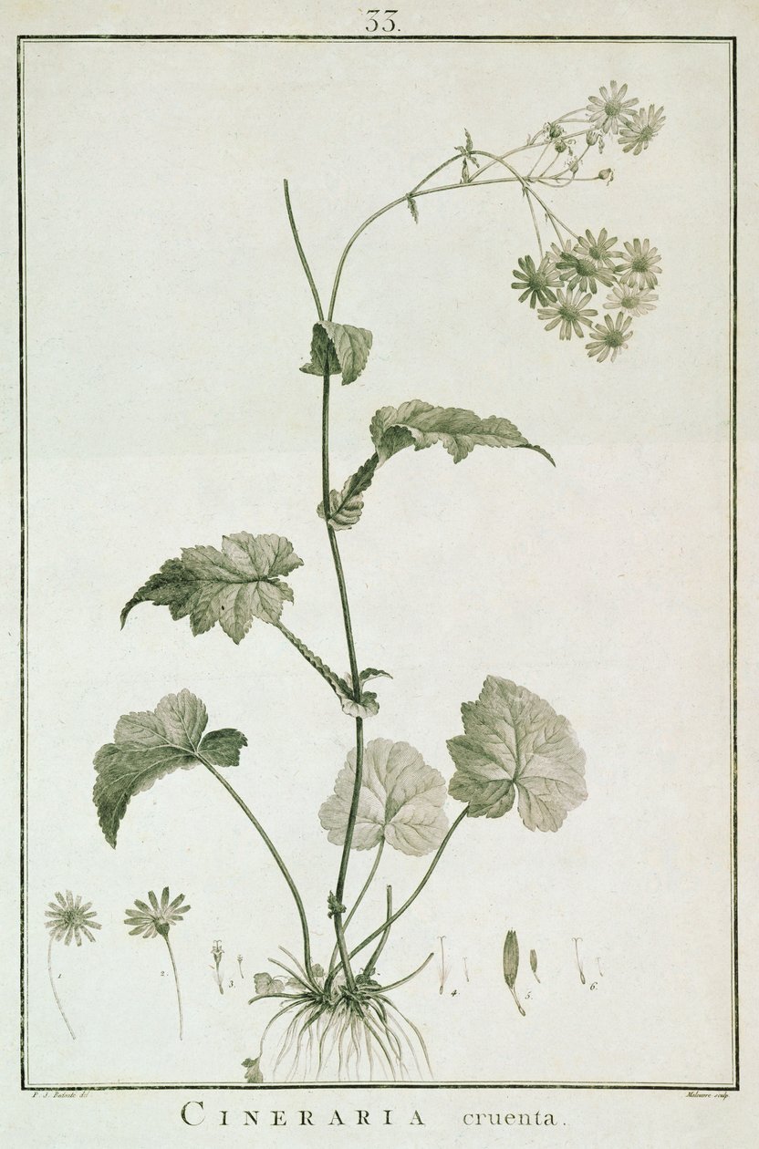 Cineraria Cruenta, uit 