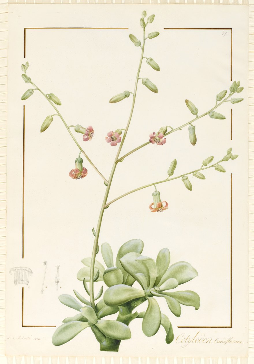 Cotyledon Cardiflorum door Pierre Joseph Redouté