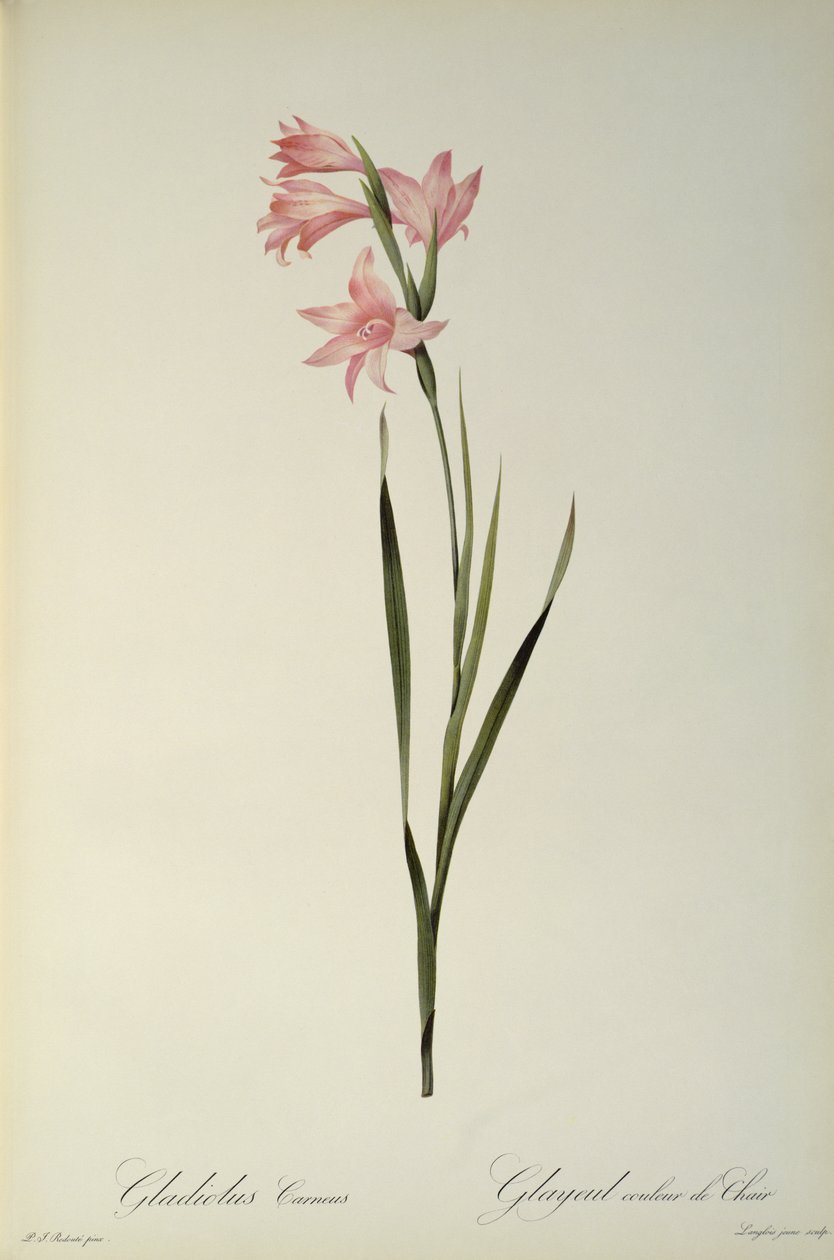 Gladiolus Carneus, uit `Les Liliacees