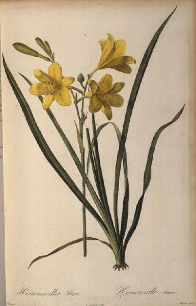 Hemerocallis Flava, uit Les Liliacees door Pierre-Joseph Redouté