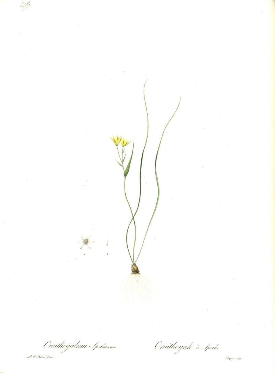 Illustratie van Gagea spathacea (Orig. Ornithogalum spathaceum) door Pierre Joseph Redouté