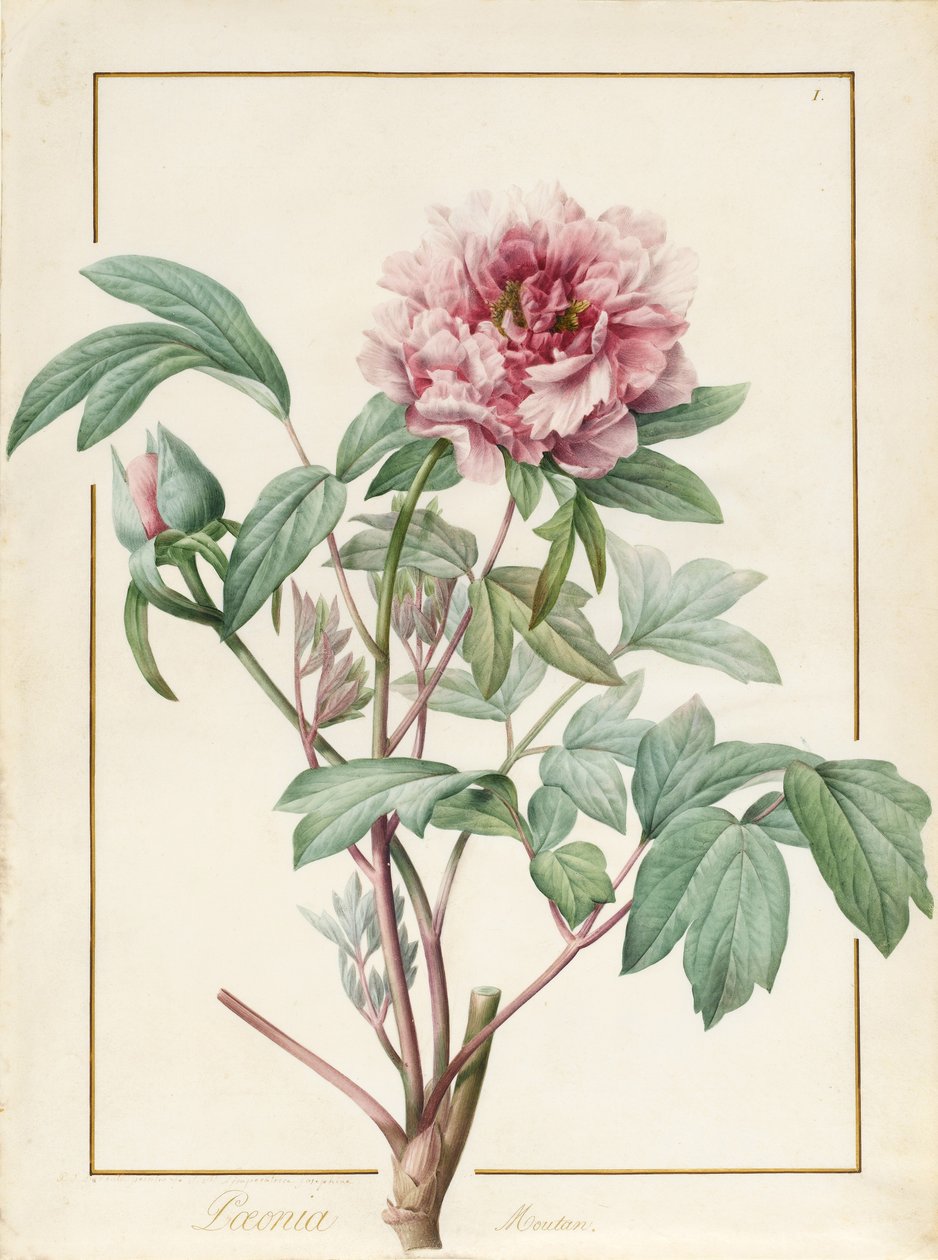 Paeonia Montan door Pierre Joseph Redouté
