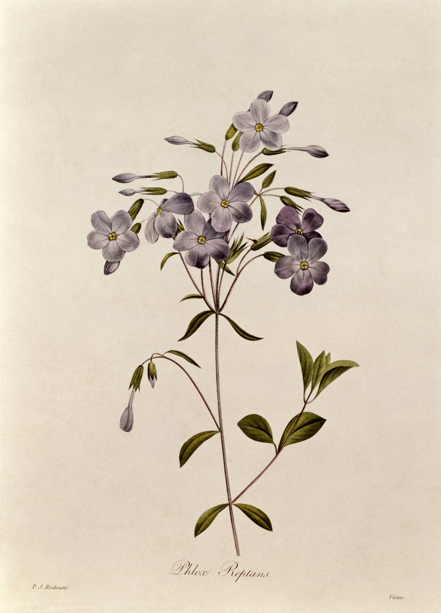 Phlox reptans door Pierre Joseph Redouté