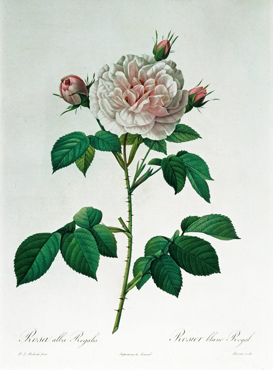Rosa Alba Regalis, gegraveerd door Bessin door Pierre Joseph Redouté
