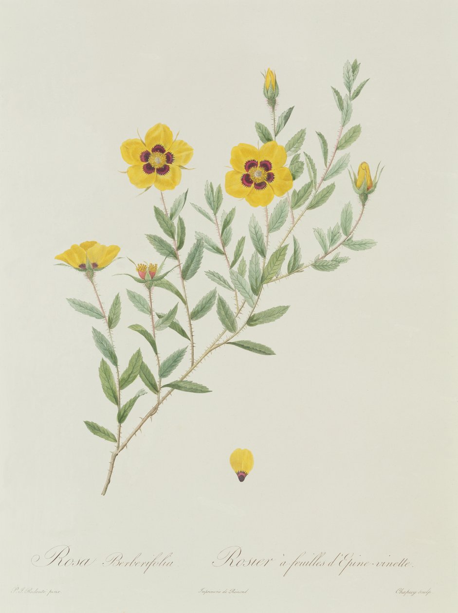 Rosa Berberifolia door Pierre Joseph Redouté
