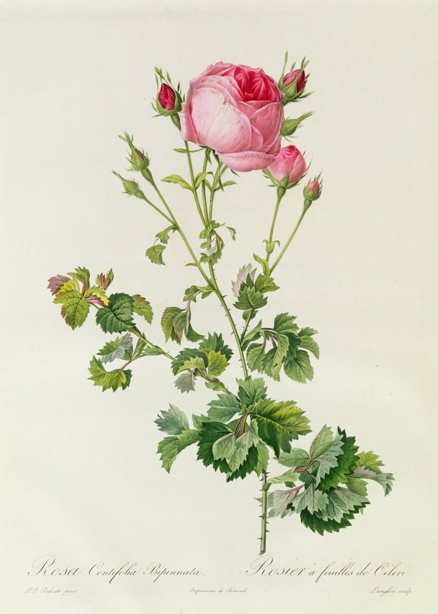 Rosa Centifolia Bipinnata door Pierre Joseph Redouté