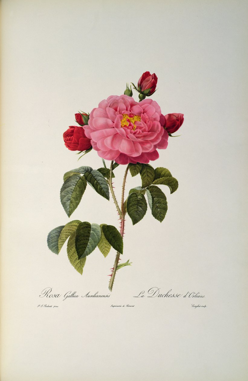 Rosa Gallica Aurelianensis of de Hertogin van Orleans uit 