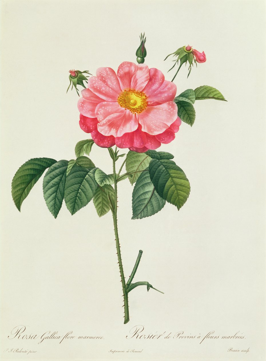 Rosa Gallica Flore Marmoreo door Pierre Joseph Redouté