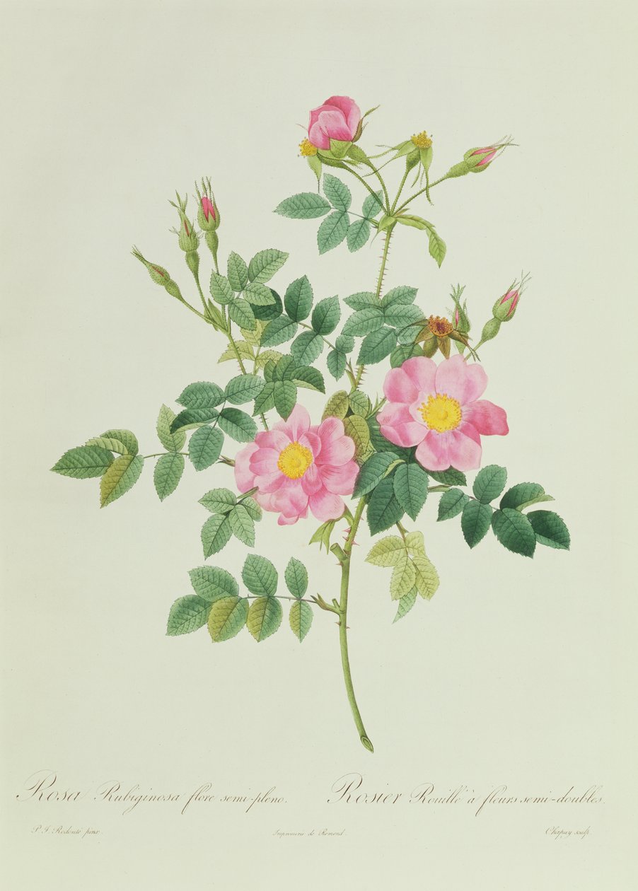 Rosa Rubiginosa Flore Semi-Pleno door Pierre Joseph Redouté