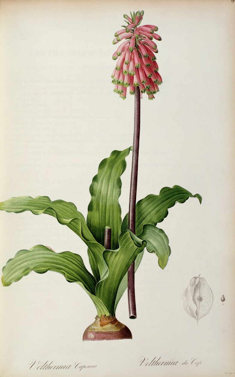 Veltheimia Capensis, uit 