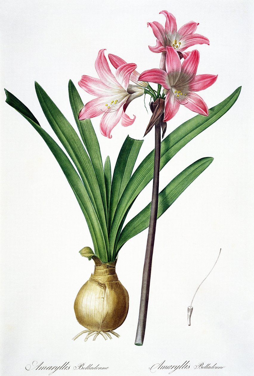 Amaryllis Belladonna, uit 