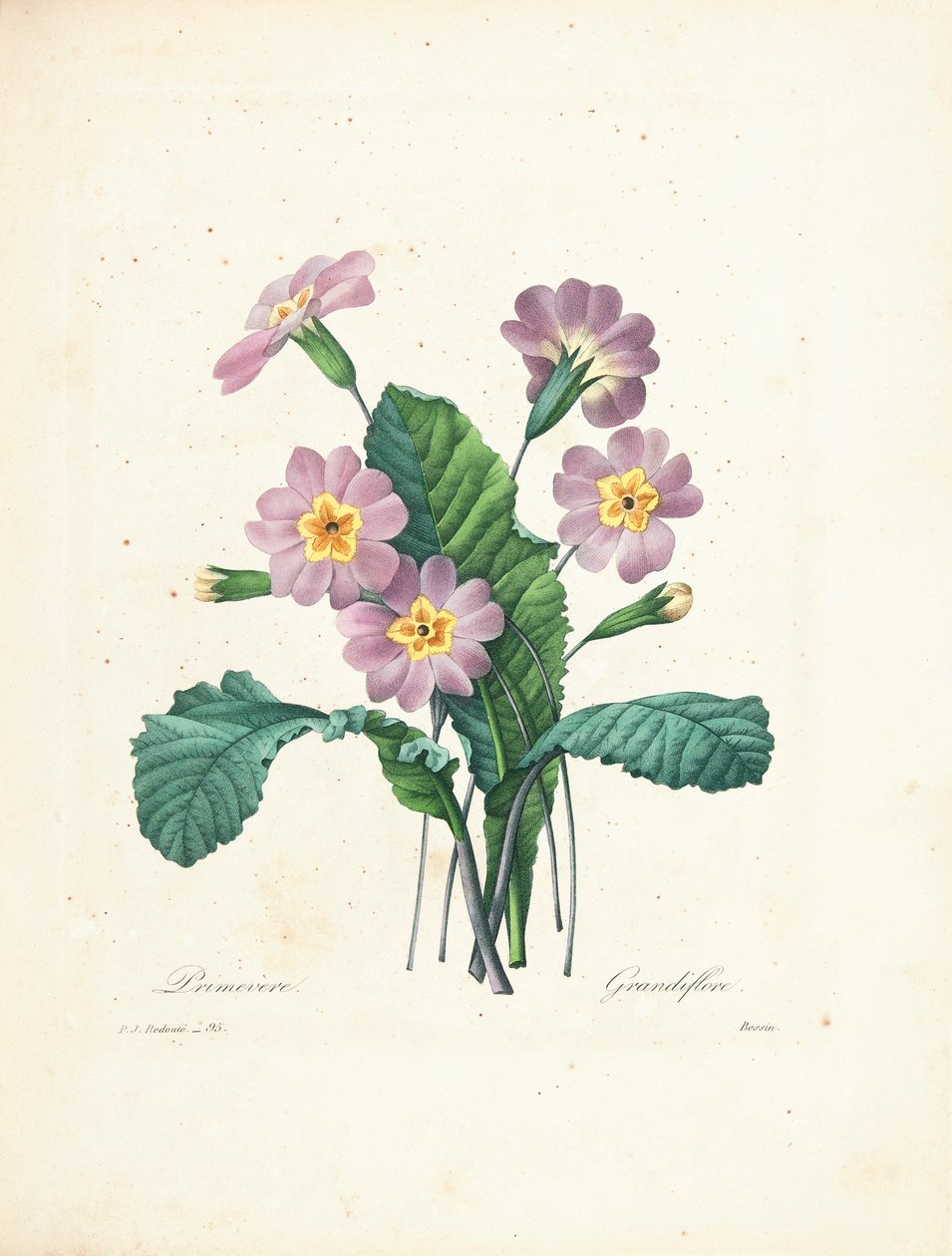 Primula, gegraveerd door Bessin, uit 