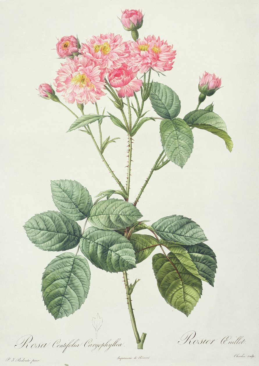 Rosa Centifolia Caryophyllea, gegraveerd door Charlin, uitgegeven door Remond door Pierre Joseph Redouté