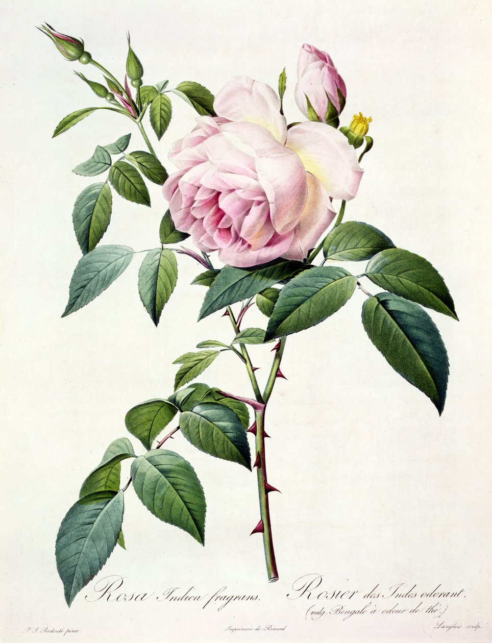 Rosa Indica Fragrans, gegraveerd door Langlois, uitgegeven door Remond door Pierre Joseph Redouté