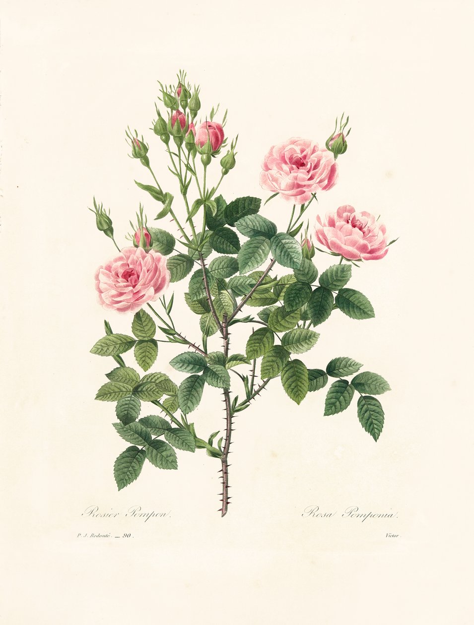 Rosa Pomponia, gegraveerd door Victor, uit 