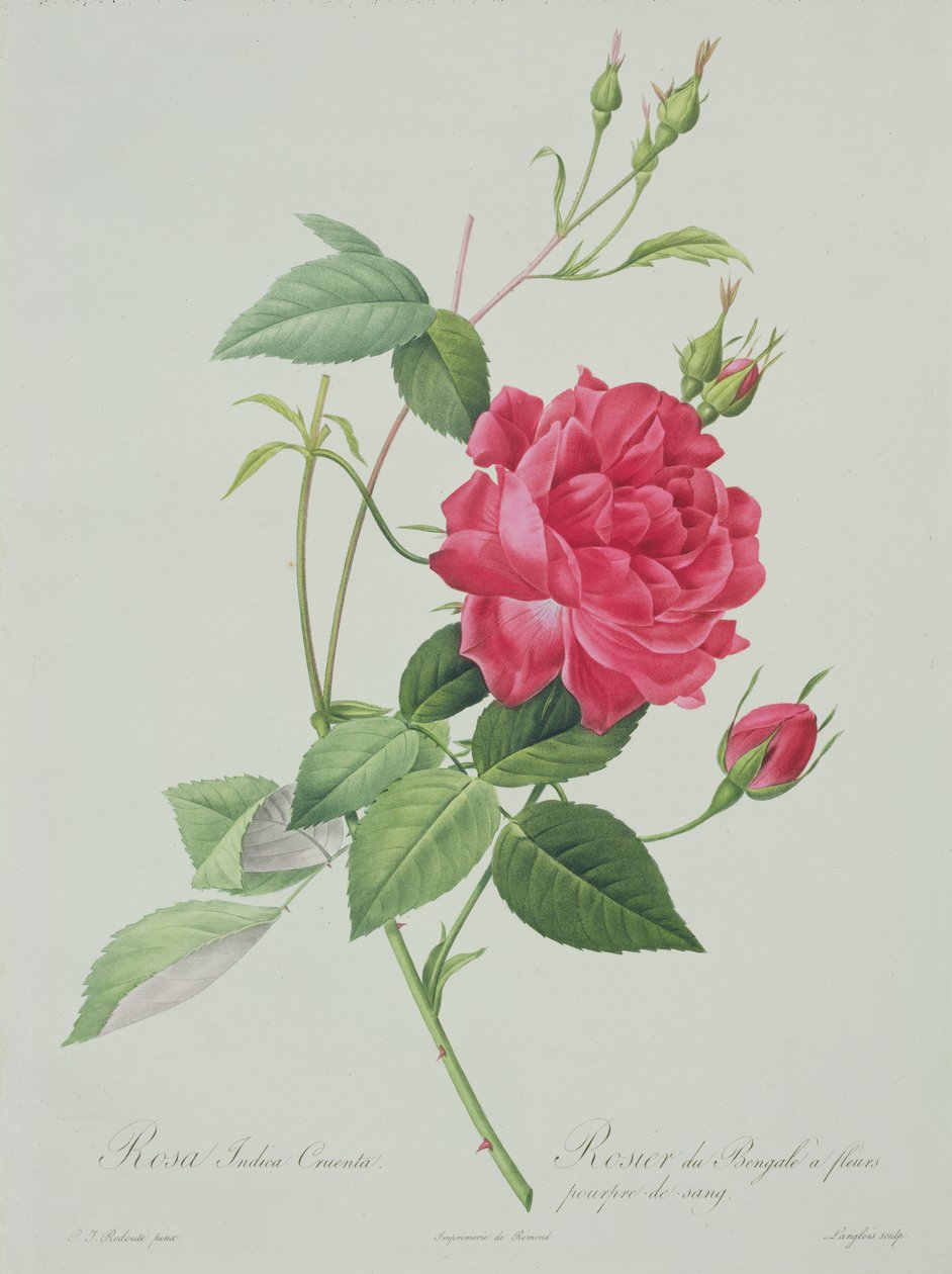 Rosa indica cruenta (bloedrode Bengaalse roos), gegraveerd door Langlois, uit 