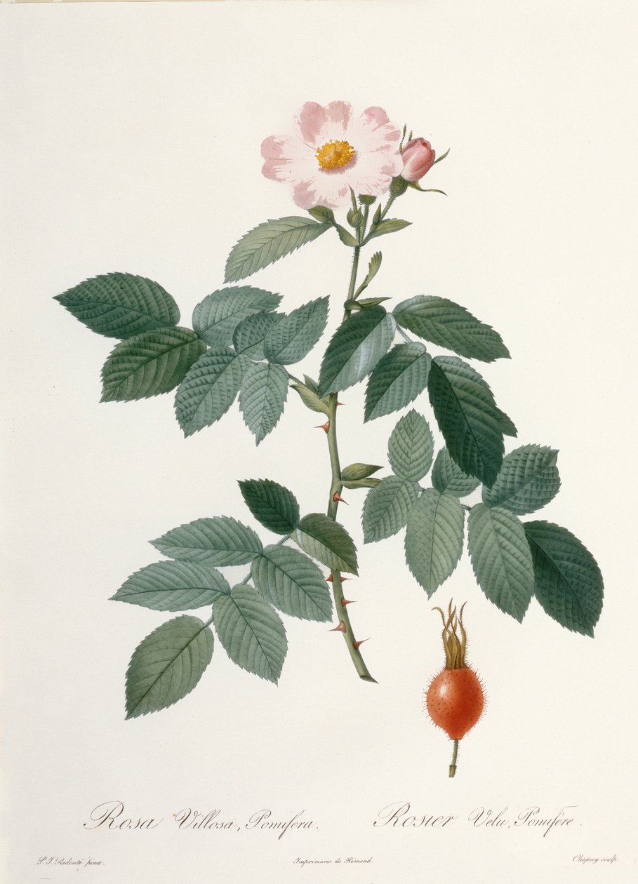 Rosa villosa, pomifera (appelroos), gegraveerd door Chapuy, uit 