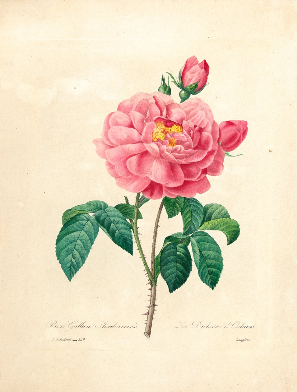 De Hertogin van Orleans Roos, gegraveerd door Langlois, uit 