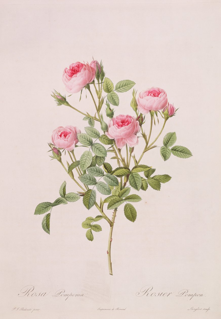 Rosa pomponia, gegraveerd door Langlois, uit Les Roses door Pierre Joseph Redouté