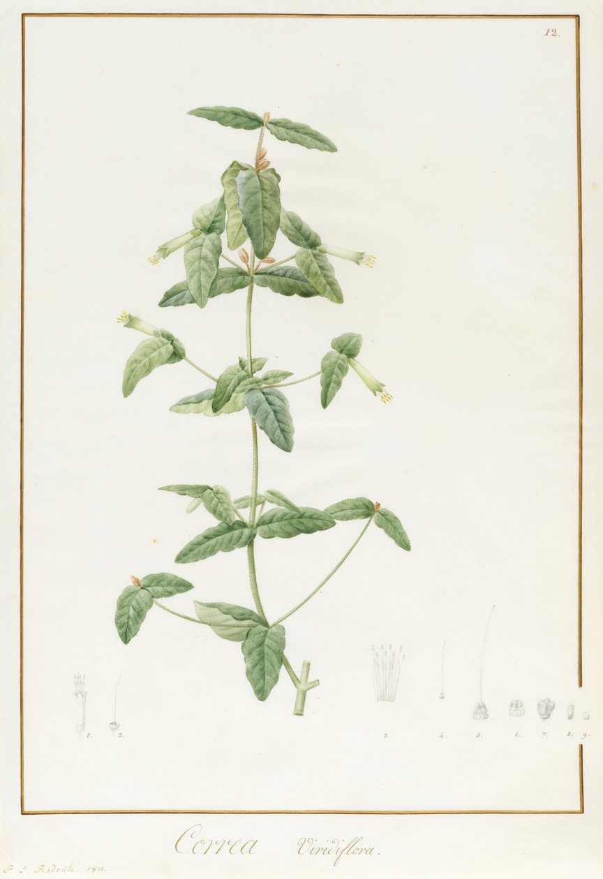 Correa Vieisiflora door Pierre Joseph Redouté