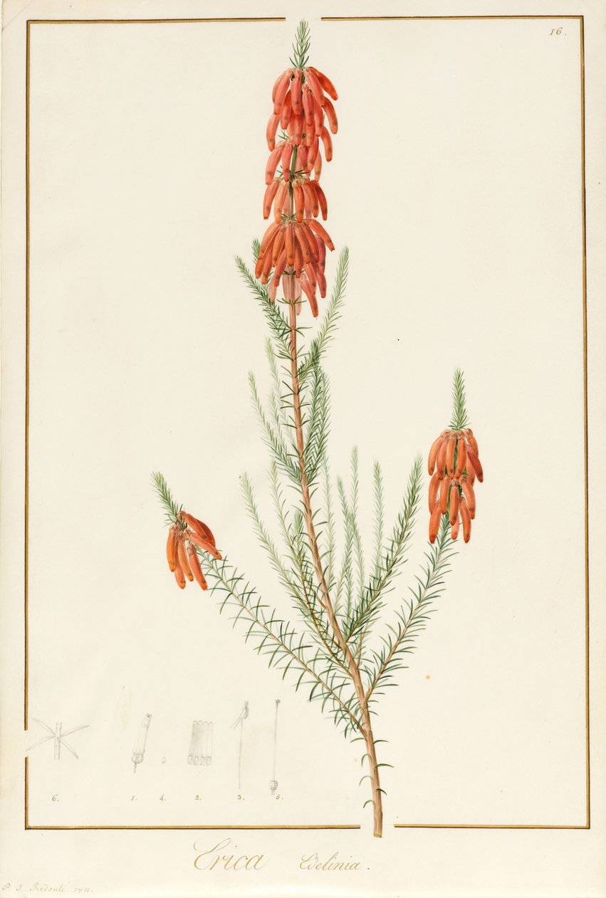 Erica Edilinei, 1811 door Pierre Joseph Redouté