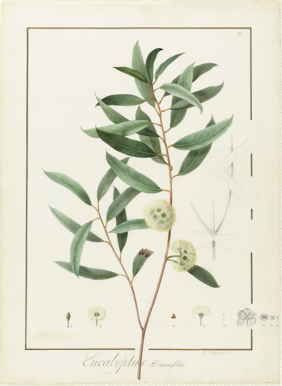 Eucalyptus Diversifolia, 1811 door Pierre Joseph Redouté