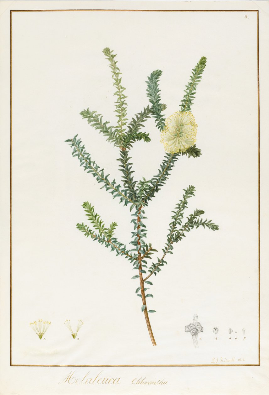 Melaleuca Chlorantha, 1812 door Pierre Joseph Redouté
