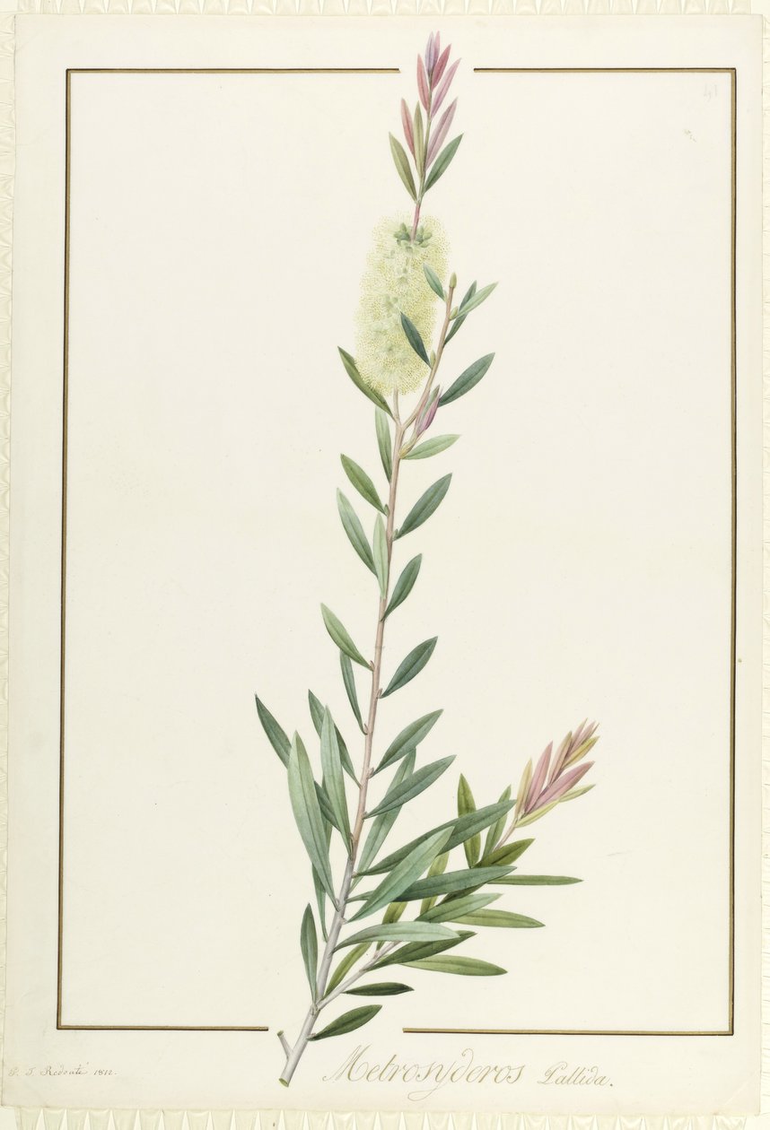 Metrosyderos Pallida, 1812 door Pierre Joseph Redouté