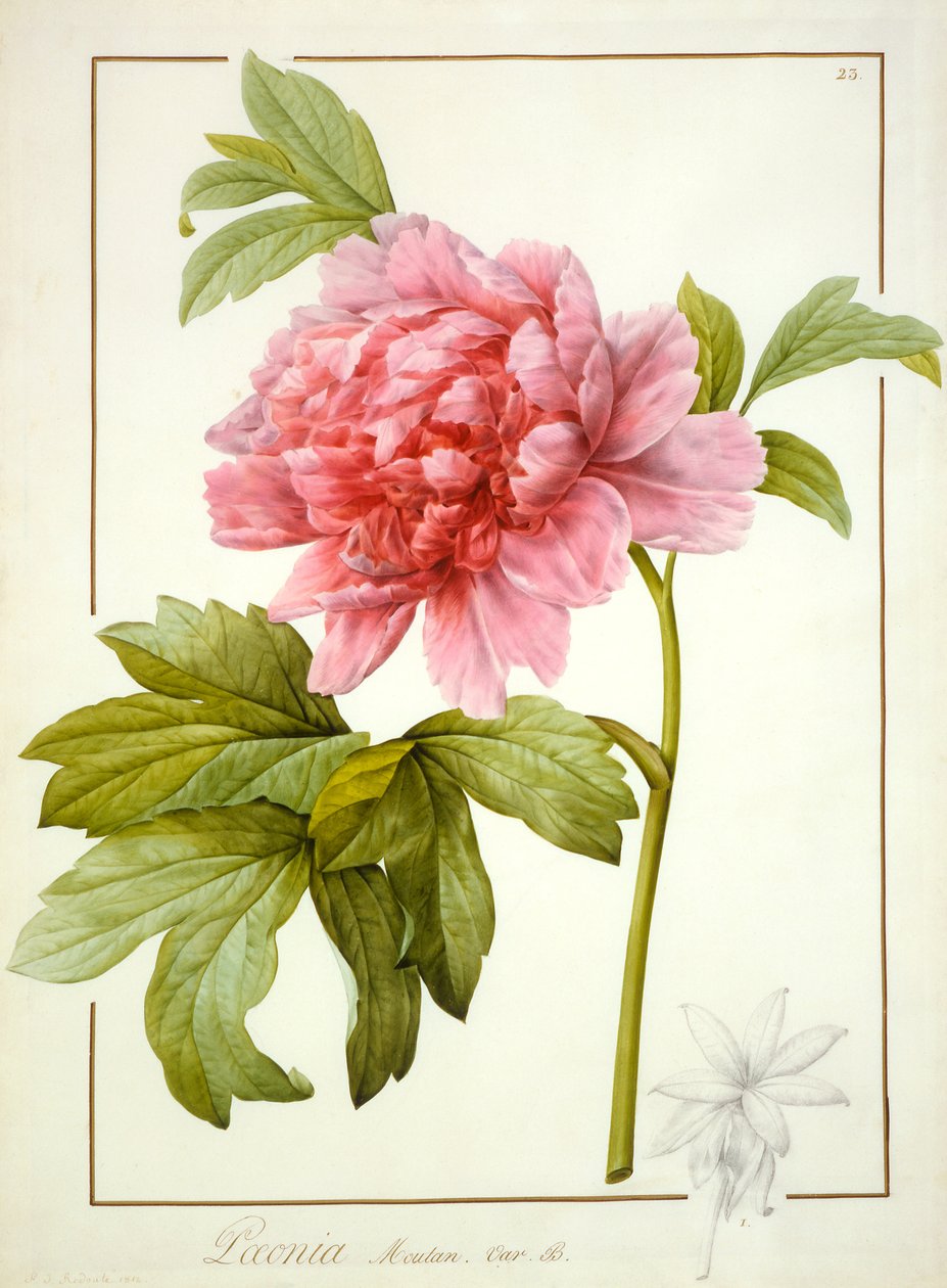 Paeonia Suffruticosa door Pierre Joseph Redouté