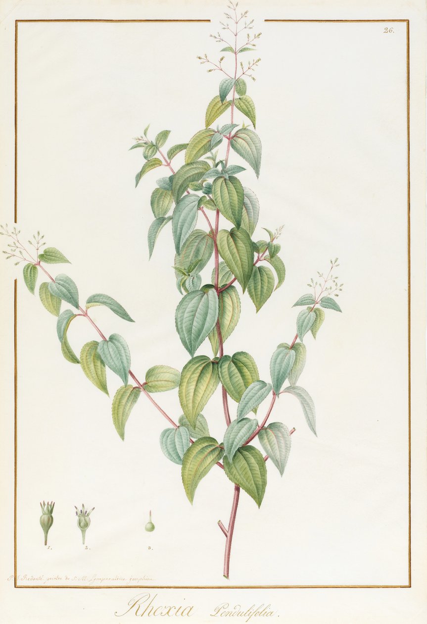 Rhexia Pendulifolia door Pierre Joseph Redouté