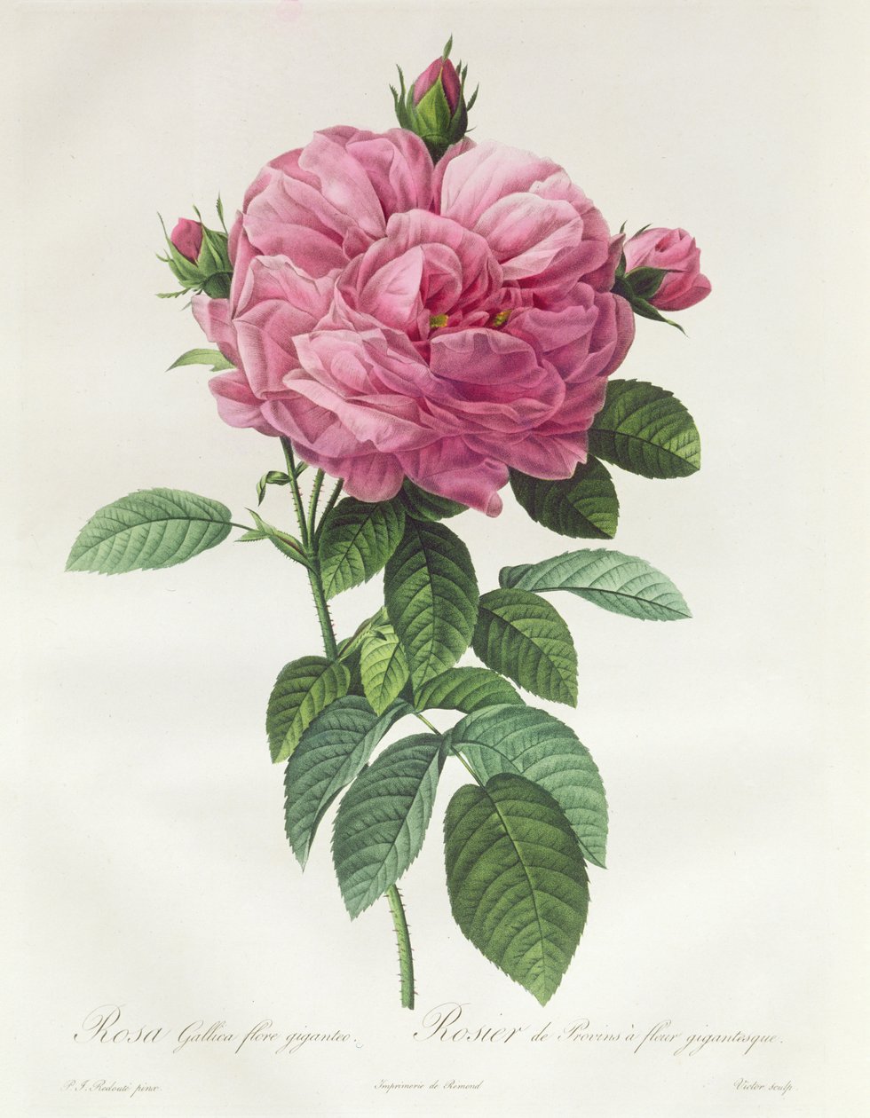 Rosa Gallica Flore Giganteo door Pierre Joseph Redouté