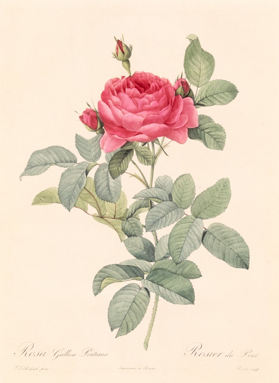 Rosa Gallica Pontiana door Pierre Joseph Redouté