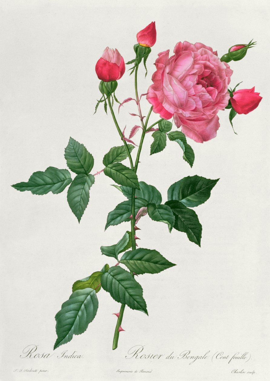 Rosa Indica door Pierre Joseph Redouté