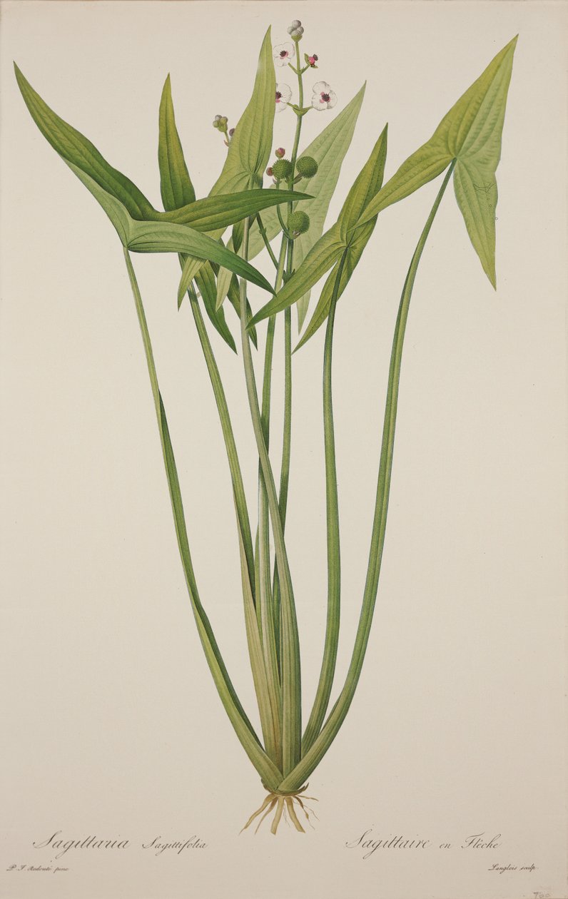 Sagittaria, gegraveerd door Langlois door Pierre Joseph Redouté