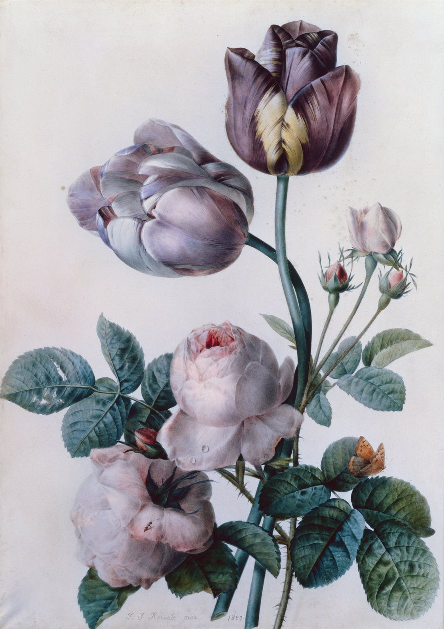 Een koolroos, twee tulpen, een kleine gehakkelde aurelia, gele weide door Pierre-Joseph Redouté