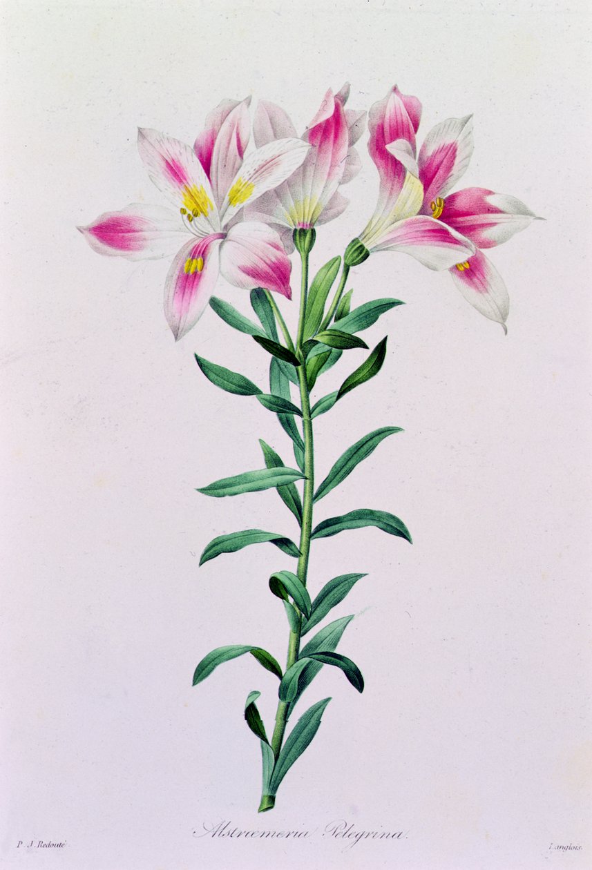 Alstroemeria Peregrina door Pierre Joseph Redouté