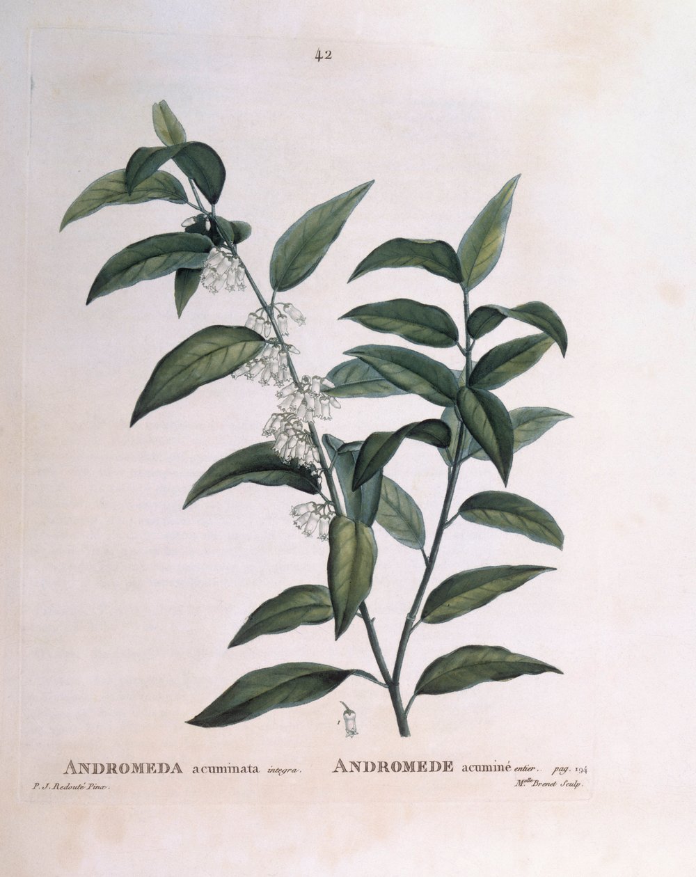 Andromeda acuminata, botanische plaat door Pierre Joseph Redouté door Pierre Joseph Redouté