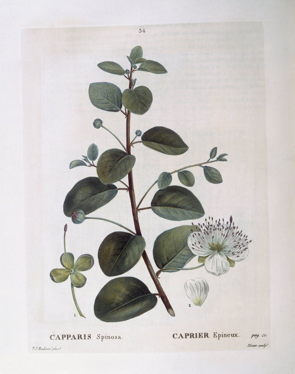 Kappertjesplant (Capparis spinosa), botanische plaat door Pierre Joseph Redouté door Pierre Joseph Redouté
