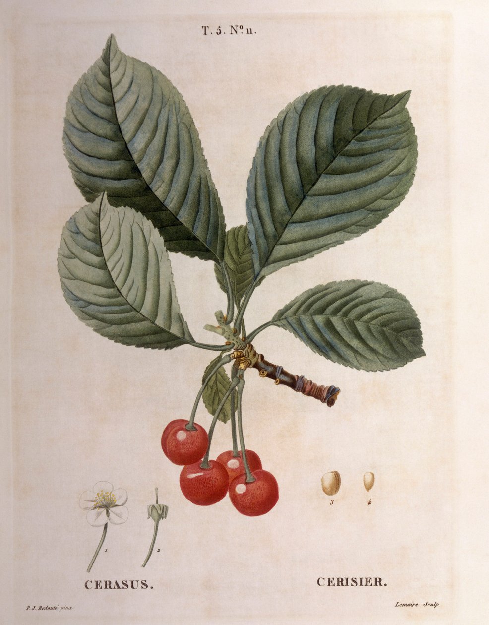 Kers (Cerasus), Henry Louis Duhamel du Monceau, botanische plaat door Pierre Joseph Redouté door Pierre Joseph Redouté