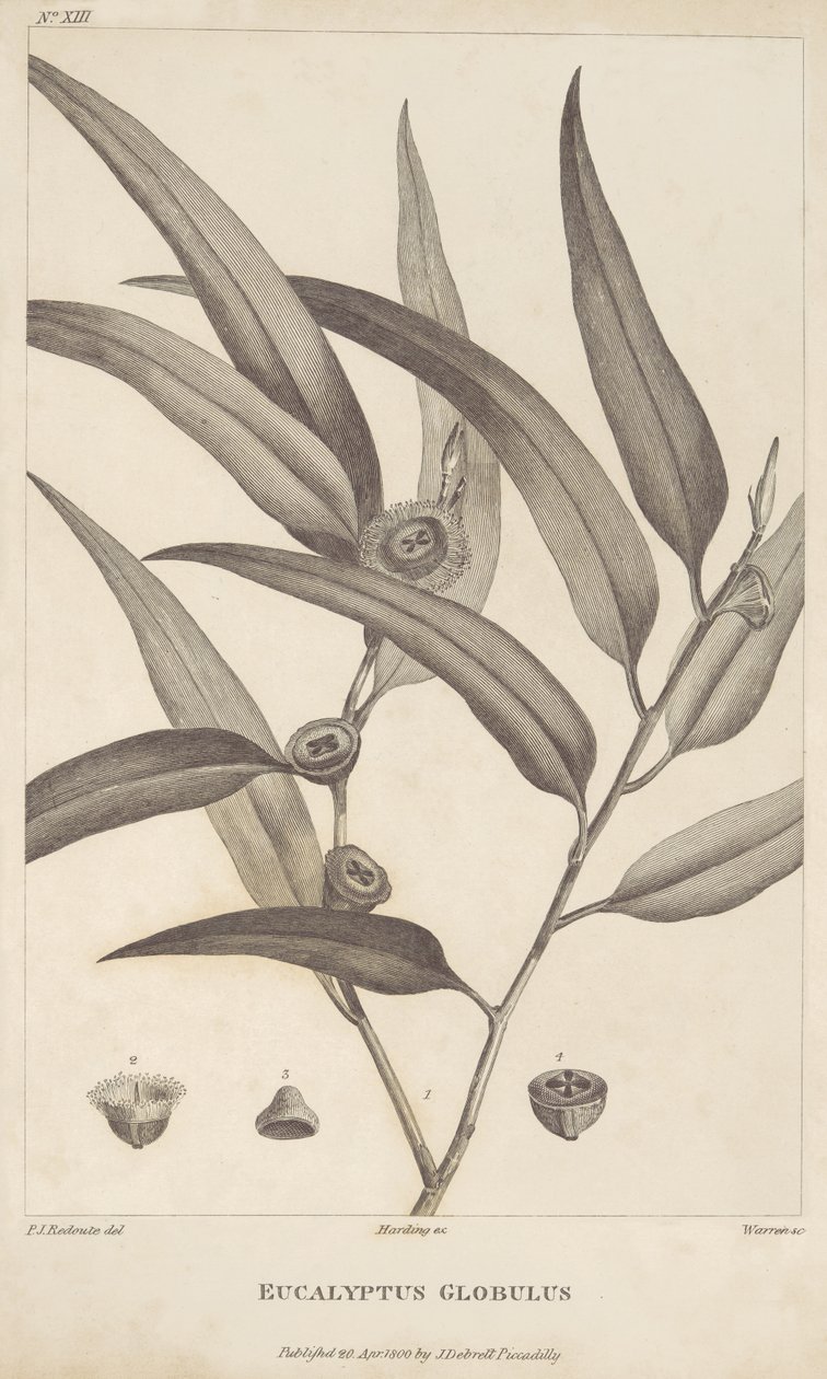 Eucalyptus Globulus uit 