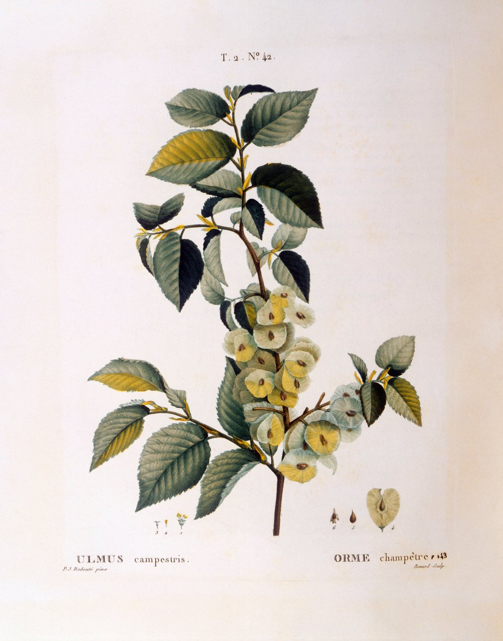 Veldiep (Ulmus campestris of minor), botanische plaat door Pierre Joseph Redouté door Pierre Joseph Redouté